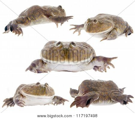 The Budgett's or hippo frog, Lepidobatrachus laevis, on white