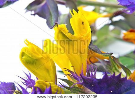 Melampyrum Nemorosum, Or  Ivan-da-marya