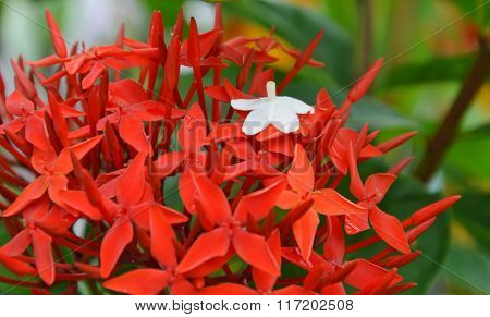 white orange Jessamine drop on red Ixora