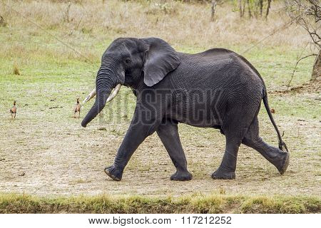 African Bush Elephant In Kruger National Park