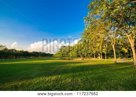 Beautiful Green Summer Park Garden With Blue Sky.