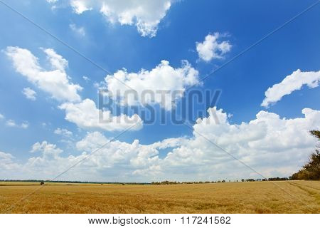 Field of wheat