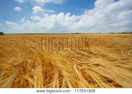 Field of wheat