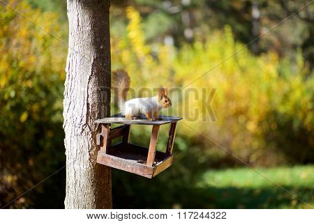 Squirrel on the tree