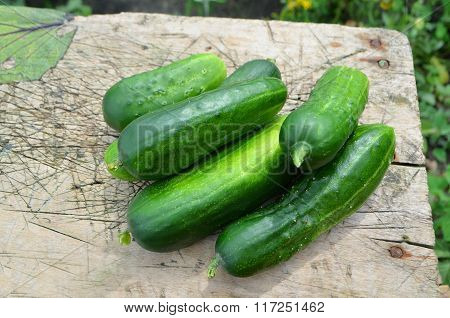 Harvest cucumbers
