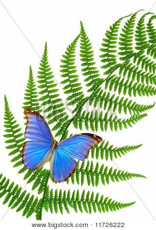 ผีเสื้อ morpho นั่งเฟิร์น