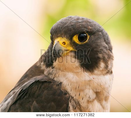 Portrait of peregrine falcon