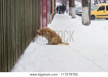 Stray Poor Dog