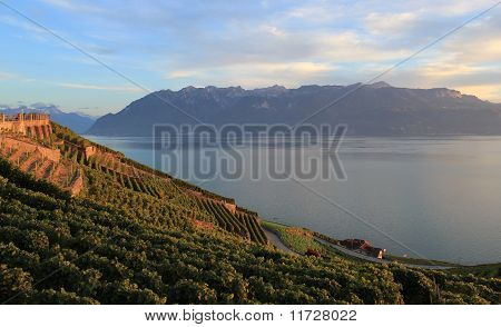 Winnic w regionie Lavaux, Szwajcaria