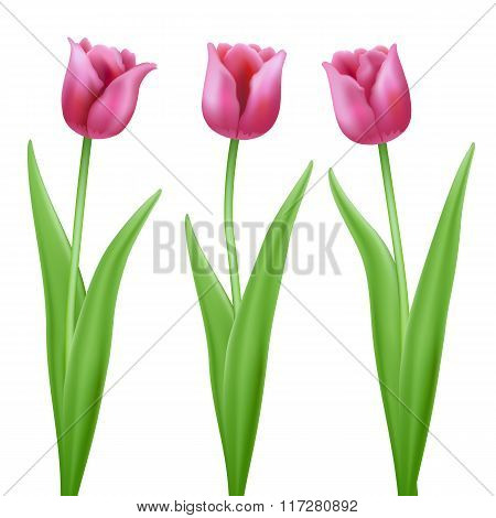 three pink cartoon vector tulips