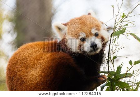 Red Panda Eating Bamboo