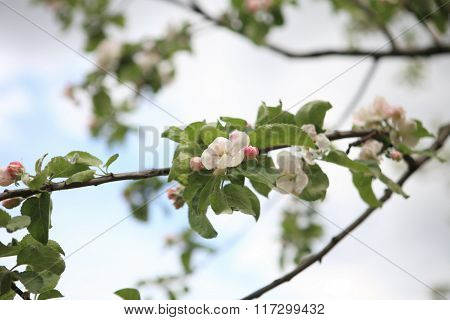 Apple Flower At Spring