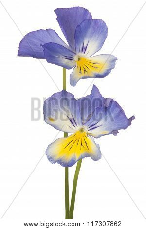 Pansy