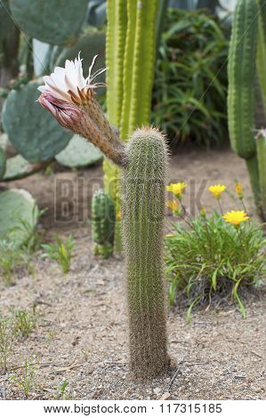 Blooming Cactus Mammillaria..