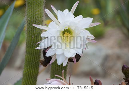 Blooming Cactus Mammillaria..