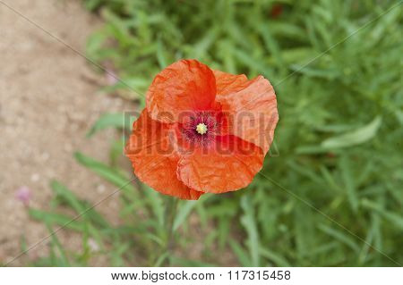Flower Of Wild Poppy..