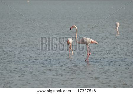flamingos