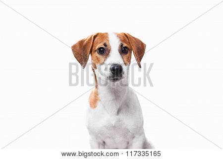 Jack russell terrier