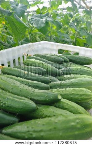 cucumbers in a box