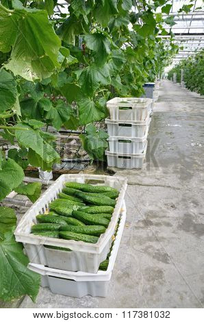 greenhouse