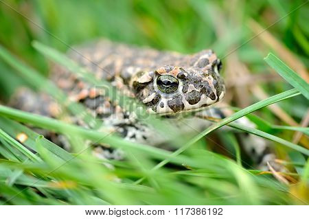 Green Frog (bufo Viridis) On A Green Grass