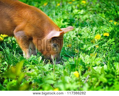 Young Red Pig On A Green Grass