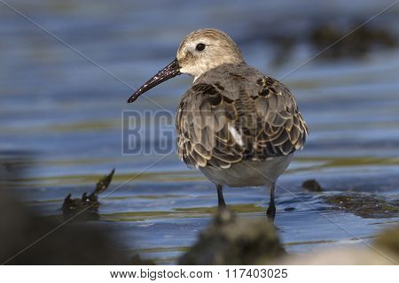 Dunlin Which Stands At The Edge Of The Water Turning His Head Fall Day