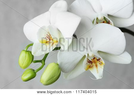 white orchidea.