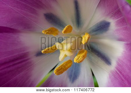 Purple Tulip close-up