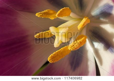 Purple Tulip close-up