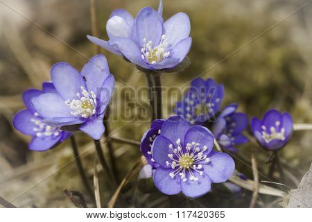 blue anemones