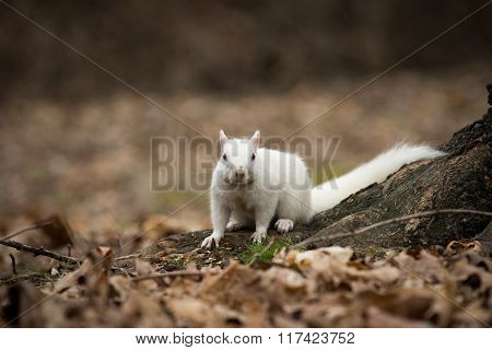 White Squirrel In Olney City Park
