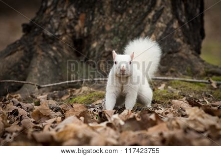 White Squirrel In Olney City Park
