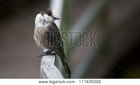 Grey Jay Perched On Deck Rail