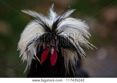 Amazing Feathers On A White Crested Black Polish Chicken