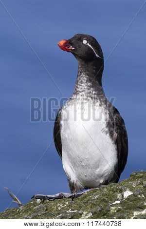 Parakeet Auklet Which Sits On A Rock Against The Blue Sky