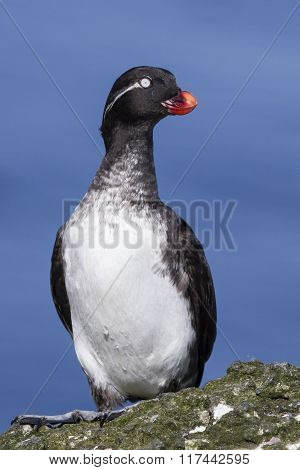 Parakeet Auklet That Sits On A Rock Summer Day