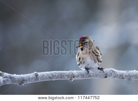 smoking redpoll