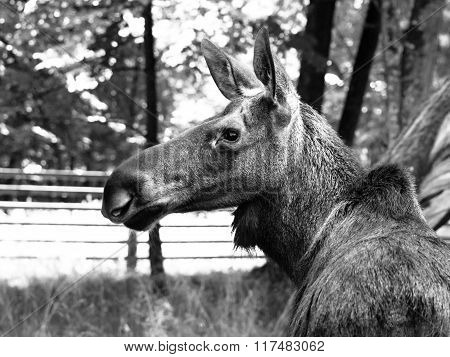 Eurasian elk profile