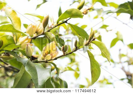 Banana shrub flower