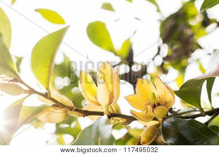 Banana shrub flower
