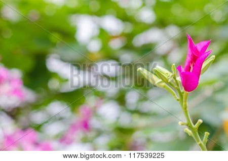 Butterfly Tree