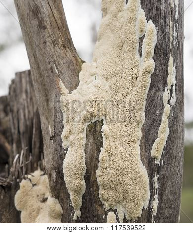 Australian Polypore Fungus Growing On Eucalypt Stump