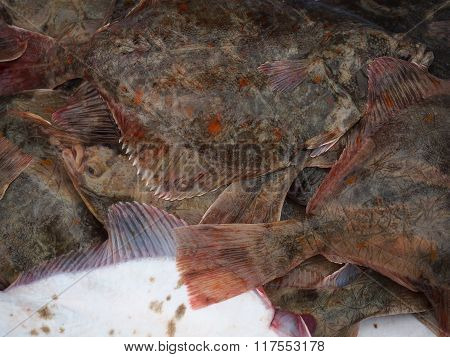 Flounder