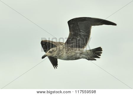 Juvenile Kelp Gull (larus Dominicanus), Also Known As The Dominican Gull