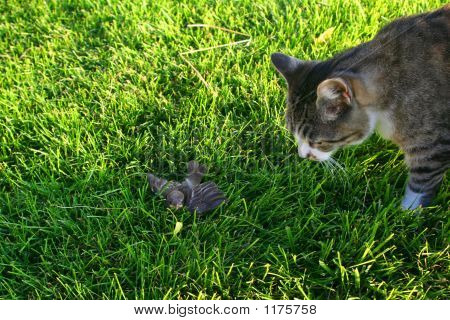 Katze und Vogel