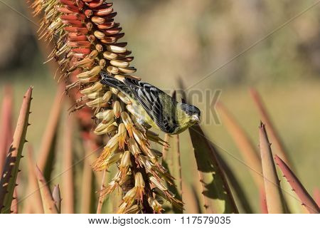 Little Yellow Brid - Spinus Spinus Sitting On A Red Flower