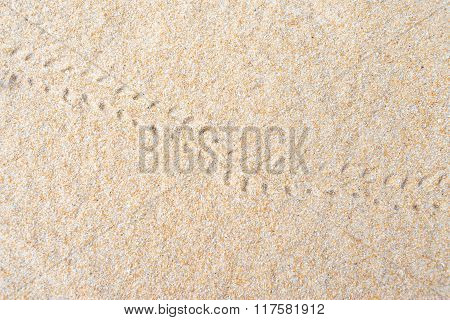 Hermit Crab Footprints On The Sand