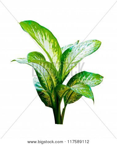 the siam herbal isolated on white background