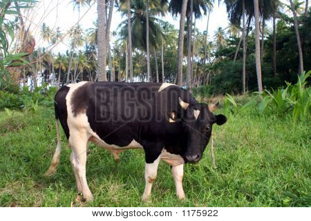 Caribbean Kuh